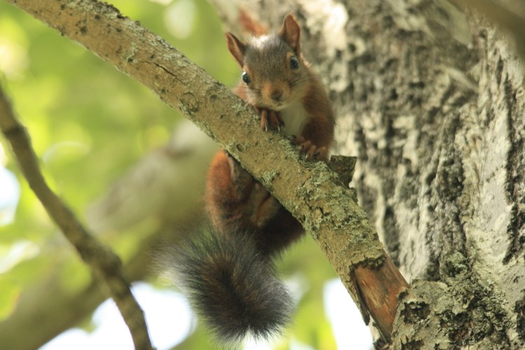 Fauna i mamífers