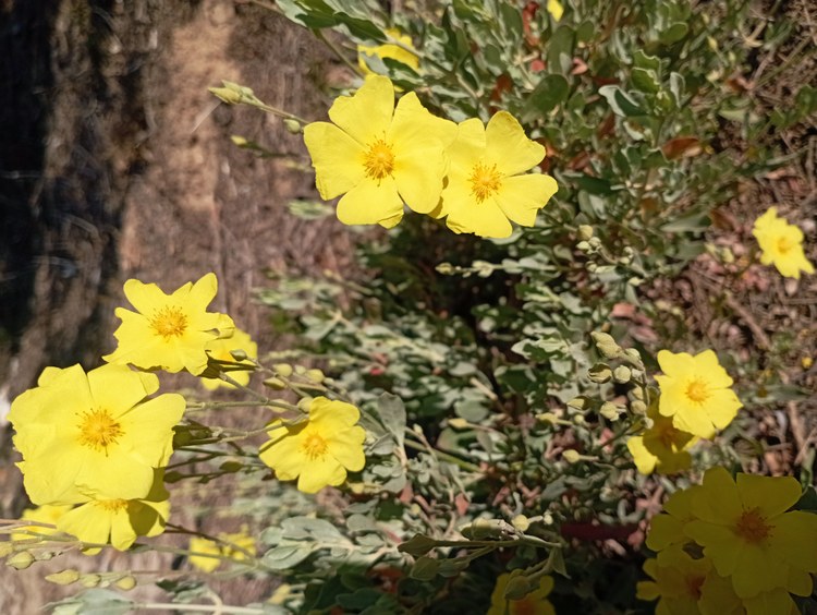 L’estepa de sorral