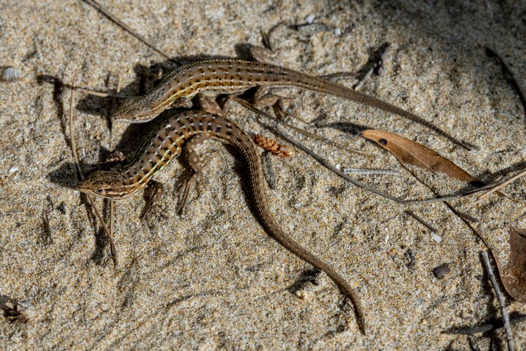 La sargantana cendrosa