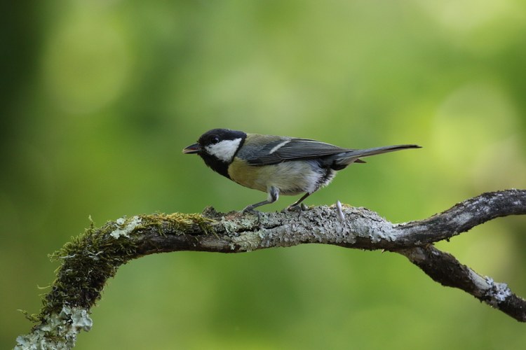 Ocells Forestals