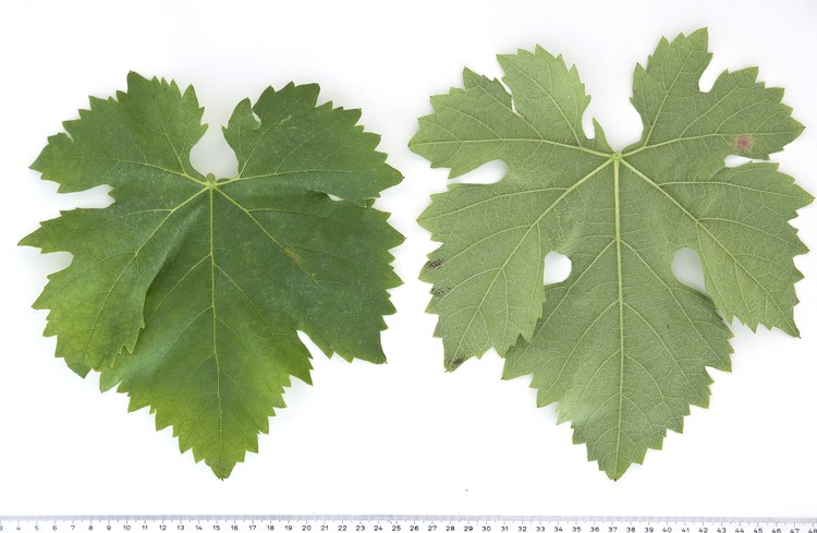 Vegetació
