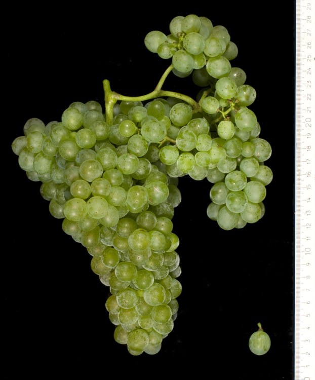 Vinya