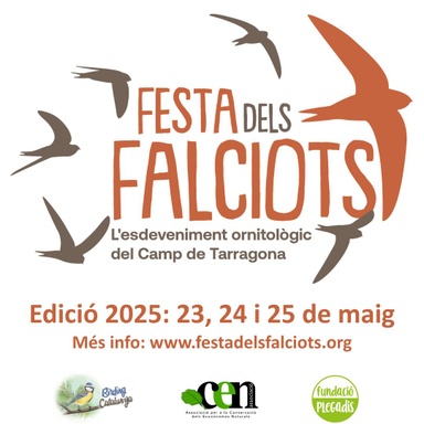 Feast of the falcons