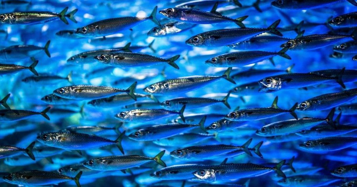 Del Mar a la mesa: Pescado Azul 