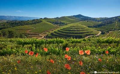 Wine Landscape